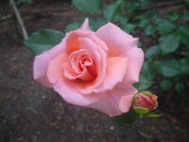img0045.jpg