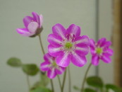 img0019.jpg