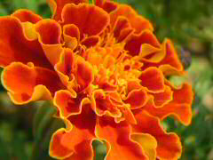 花その1