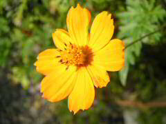 花その2