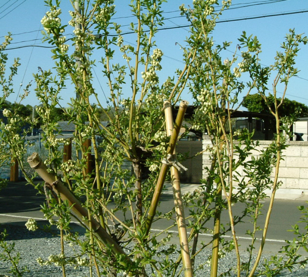 ブルーベリーの杜の四季