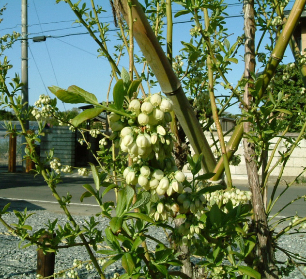 凄い、って！ブルーベリーの木 約1.5メートル 開花中！ ブルーベリー
