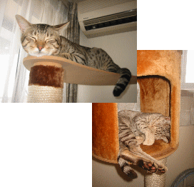 �G�A�R�����������̃��u�����[