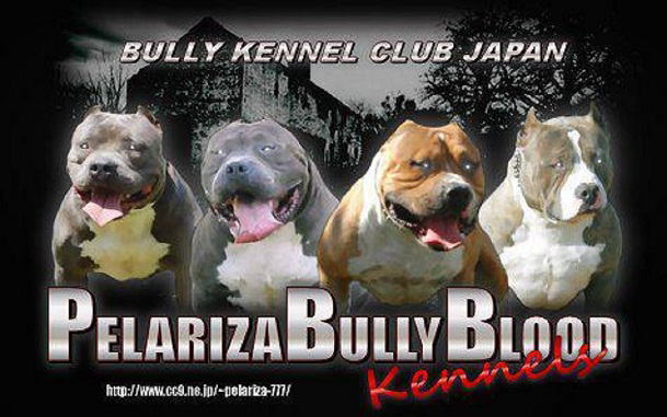 アメリカンピットブルテリア Pelariza Bully Blood Kennels ブリーダー