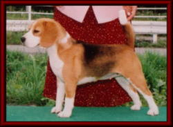 SIRE/  AMCH. CHARDON IRON MAN                DAM/  JKC.CH. YANKEE BOY STRAWBERRY ICE