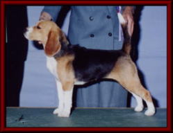 SIRE/  AMCH. CHARDON IRON MAN                DAM/  YANKEE BOY SPLASH