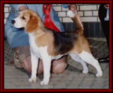 SIRE/ AMCH. CHARDON WEEKEND WARRIOR            DAM/  AMCH. LANBUR SCARLETT O 'HARA