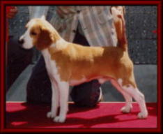 SIRE/  JKC.CH.YANKEE BOY MAGICAL POWER          DAM/  JKC.CH. YANKEE BOY STRAWBERRY ICE