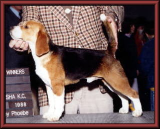 SIRE/AMCH.CHARDON HAWKEYE CLASSIC     DAM/AMCH. RAMBLEWOOD CHARDON YANKEEDOODLE