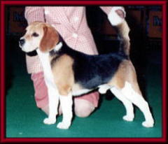 SIRE/AMCH.CHARDON WEEKEND WARRIOR     DAM/JKC.CH.KENS MOMO OF HASUDA KATSUKI