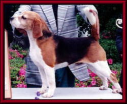 SIRE/AM.CH.CHARDON KENTUCKY COLONEL     DAM/JKC.CH.CANNON BOLL'S MY GIRL