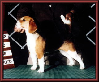 SIRE/AM.CAN.CH TELOCA PATCHES LITTL DICKENS   DAM/AM.CAN.CH CHARDON TRIPLE CROWN 