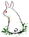 Rabbit GIF