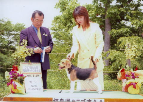 YANKEE BOY Beagles/Chip Pedigree/ヤンキーボーイケンネル/ビーグルブリーダー